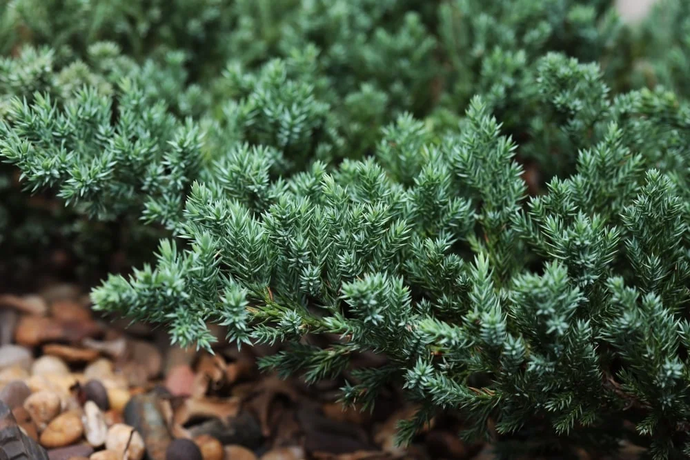 Creeping Juniper