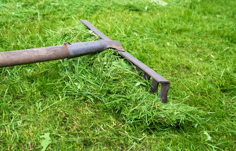 Rake in grass clippings on lawn