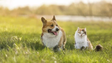 A dog and cat playing the grass | The Grounds Guys of Gettysburg