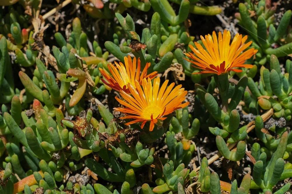 Ice Plant