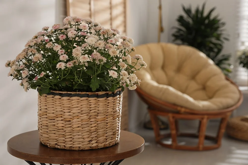 Potted mums indoors