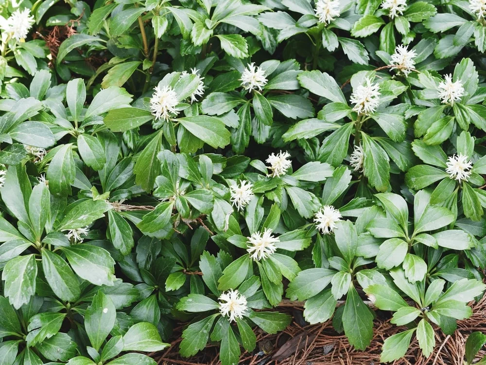 Japanese Pachysandra