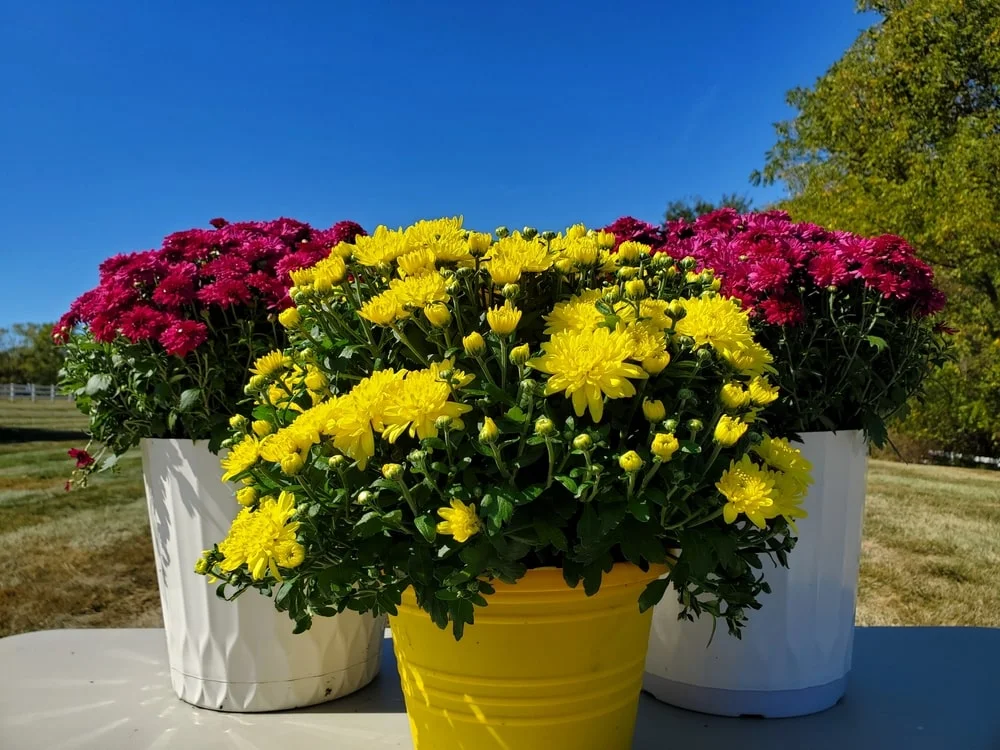 Three potted mums plants