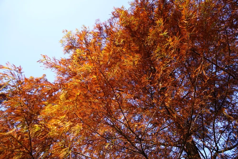 Red Bald Cypress trees in the fall.