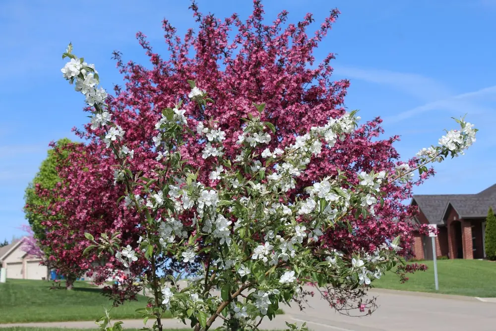 Crabapple tree