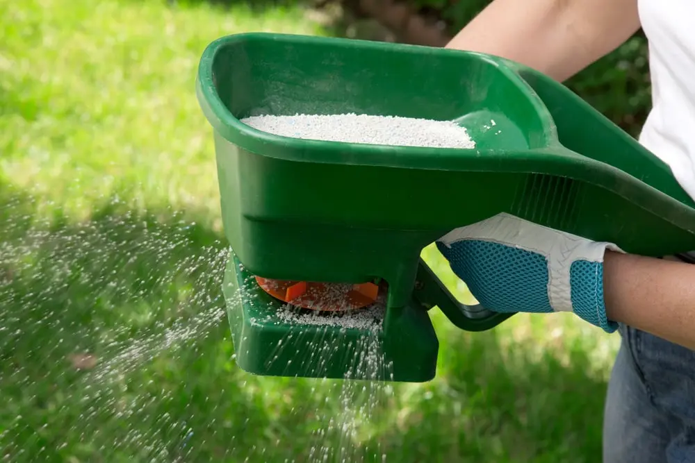 Landscaper using hand fertilizer on lawn