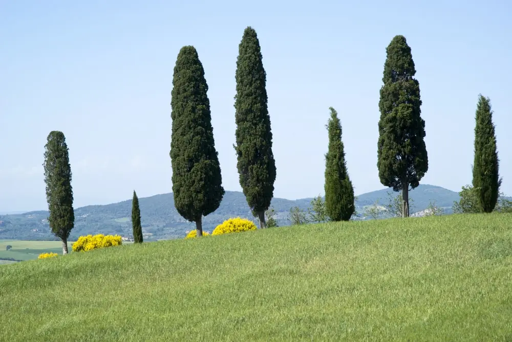 Italian cypress trees