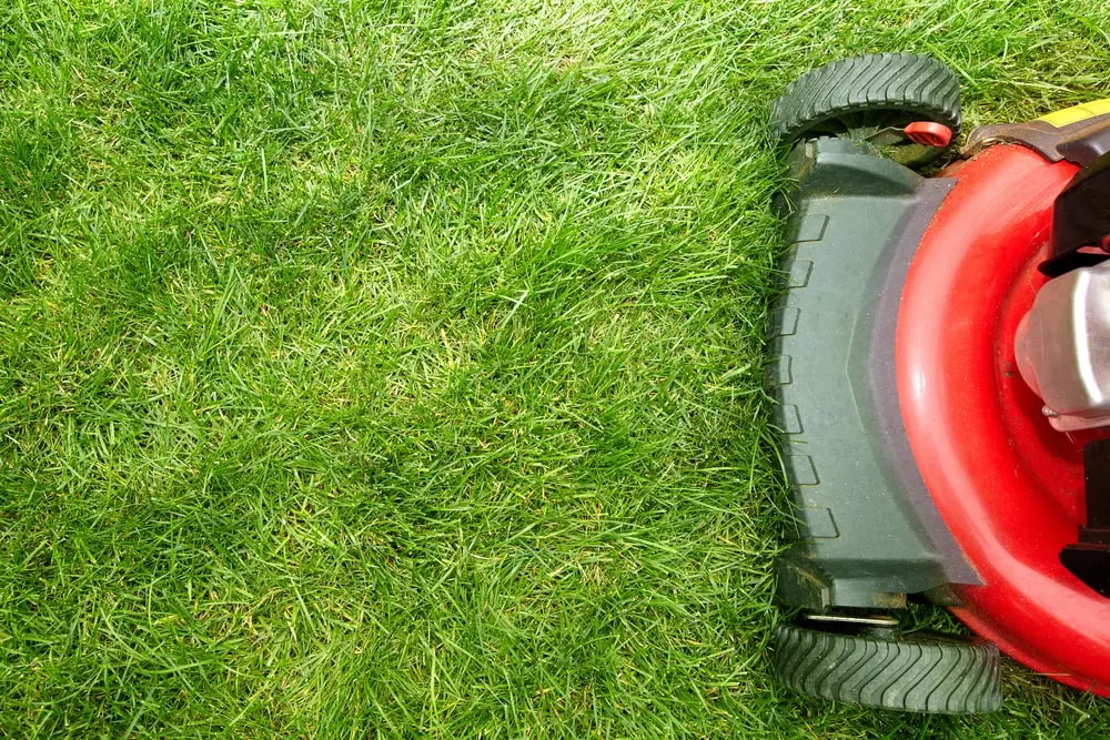 Lawn mower on Bermuda grass