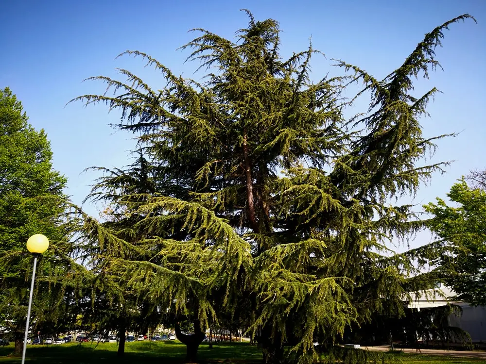 Thuja green giant tree