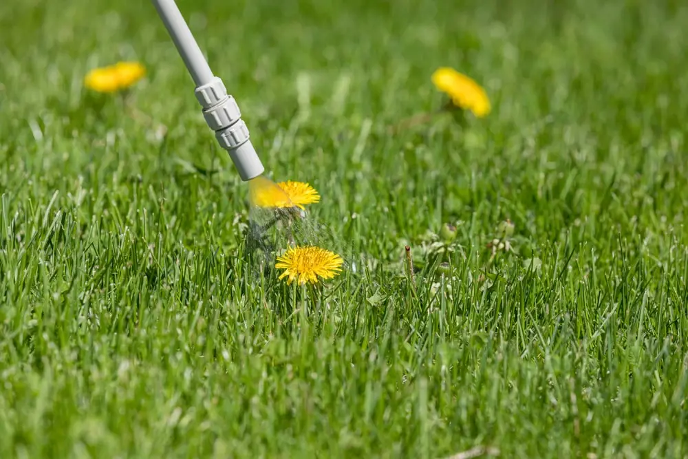 Landscaper spraying fertilizer onto weeds