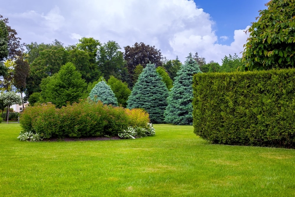 Trees of different shapes and sizes in a yard.