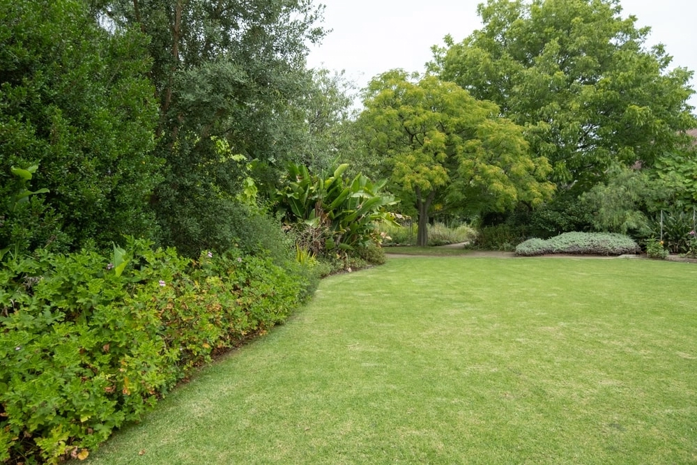 Trees of different sizes in a backyard.