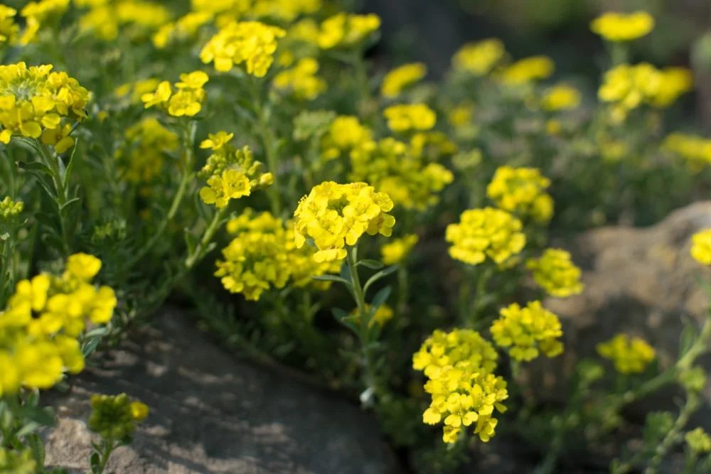 Yellow Alyssum