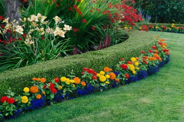 A beautiful garden display featuring a curved boxwood hedge surrounded by daylilies, crocosmia, and small colorful zinnias and lobellia.