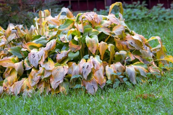 Plant with drooping leaves from frost damage