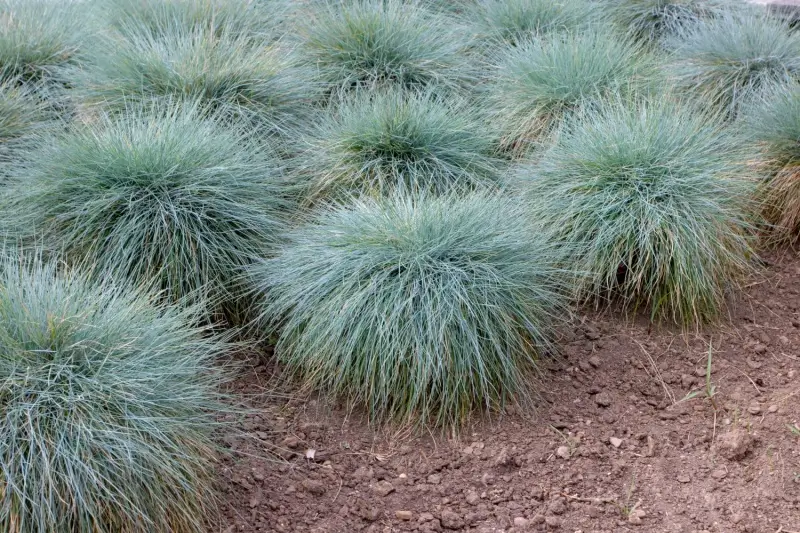 Blue fescue plants.