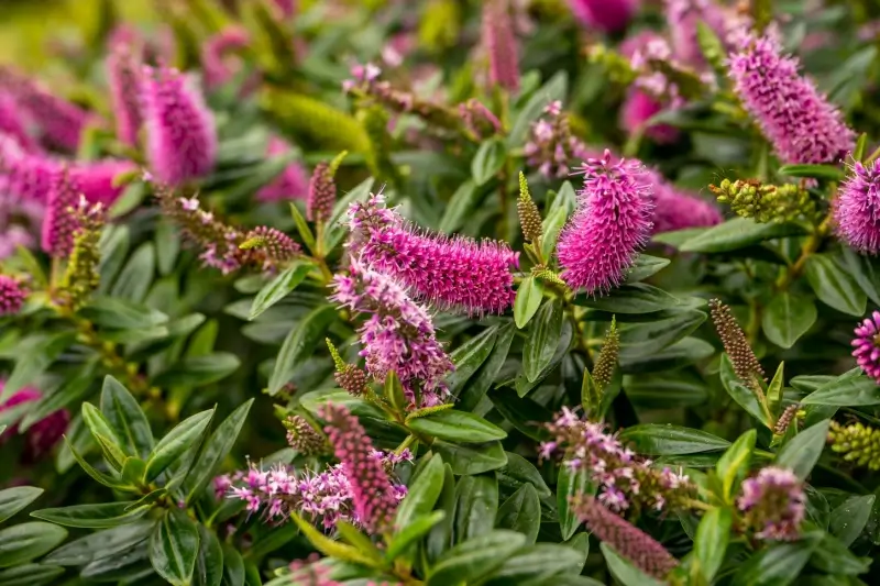 Flowering butterfly bush. 