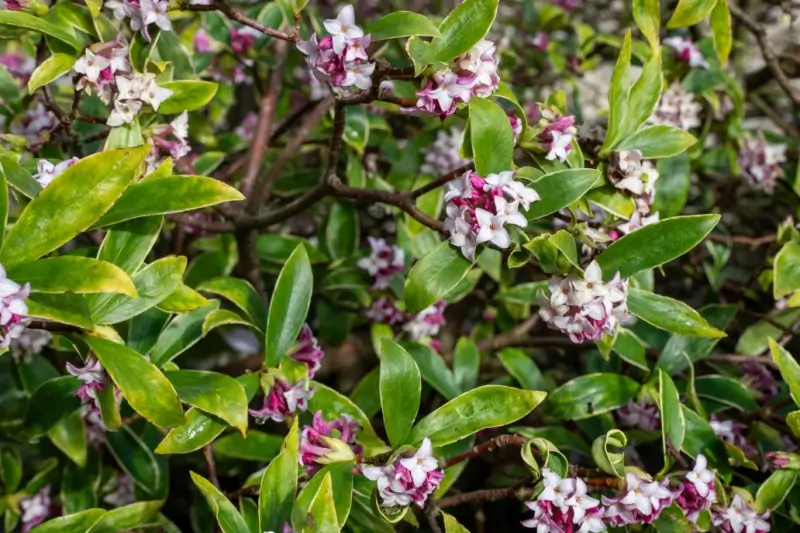 Flowering daphne bush. 