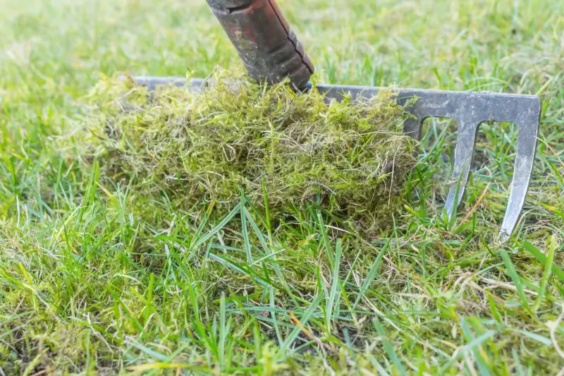 Rake removing thatch from lawn. 