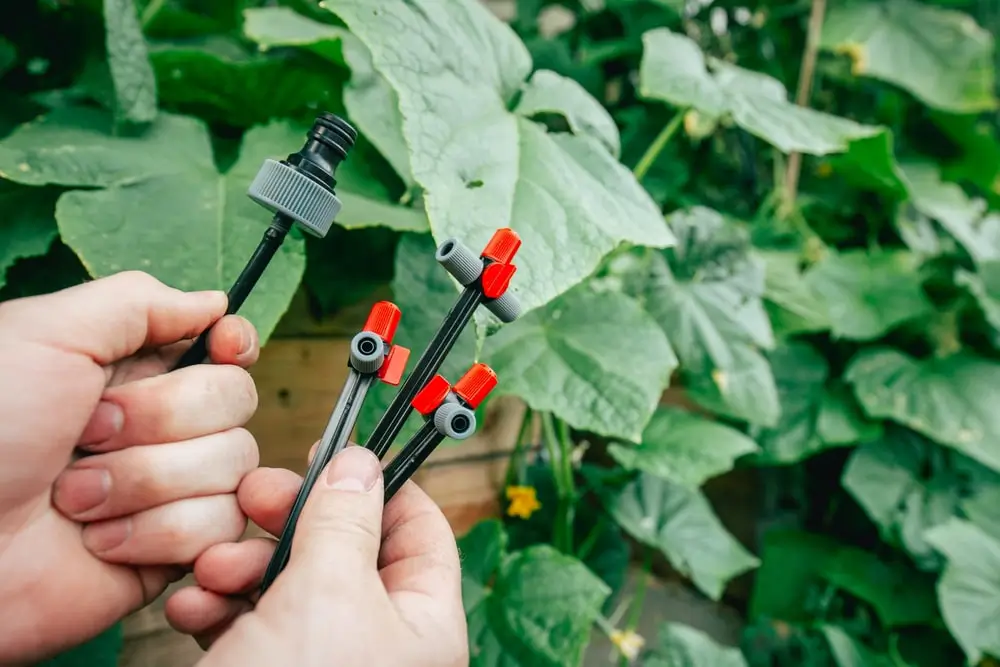 Landscaper holding drip irrigation tubes