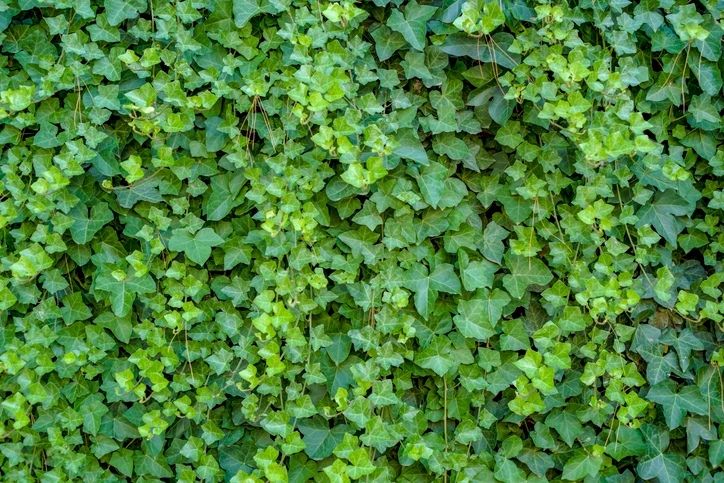 english ivy