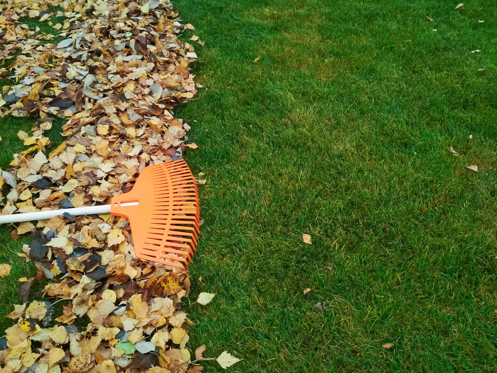 Rake in leaves on lawn