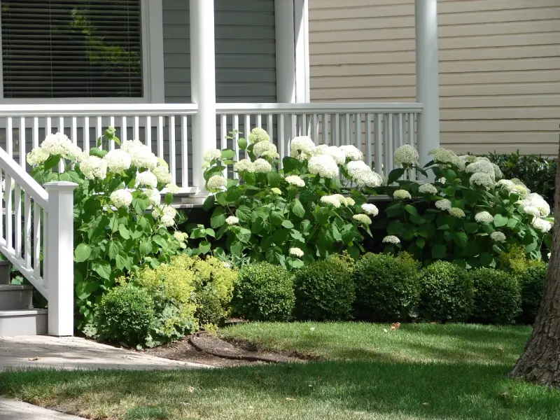 Bushes around the foundation of a house.