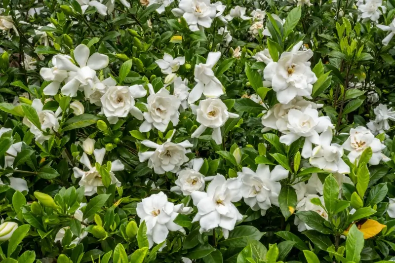 Flowering gardenia bush. 