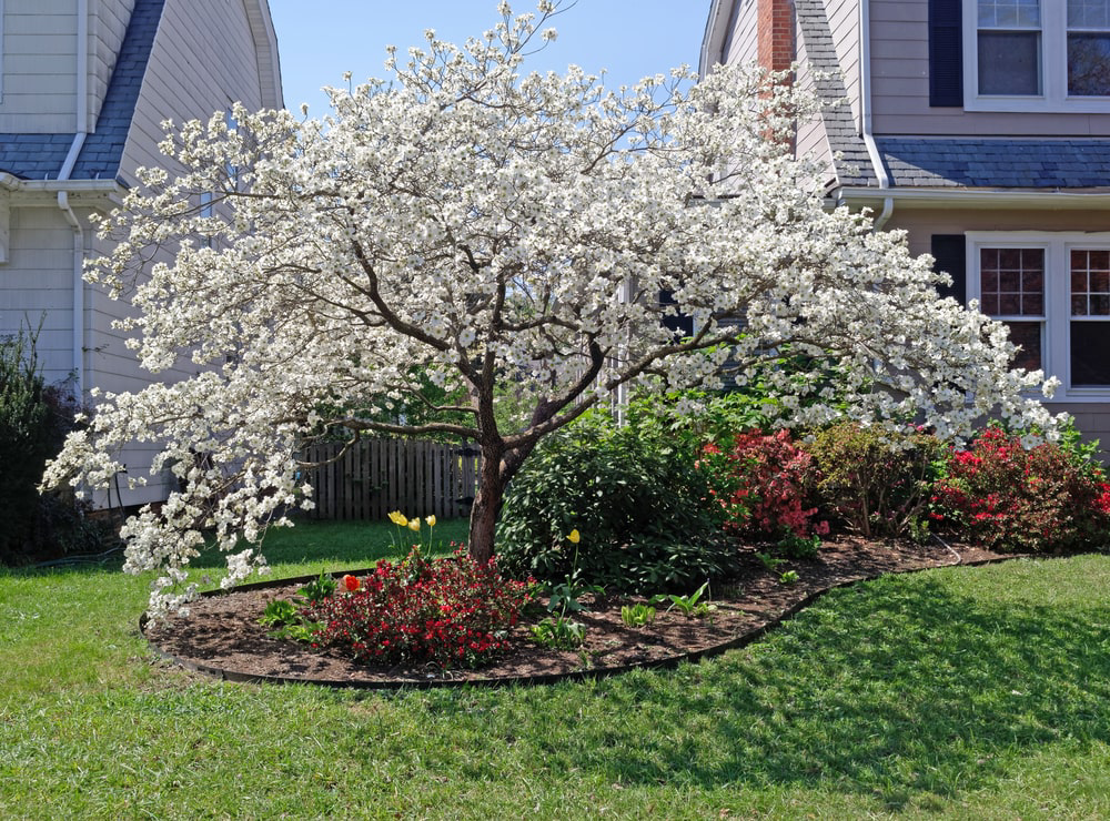 Dogwood tree with white flowers planted in a front yard.