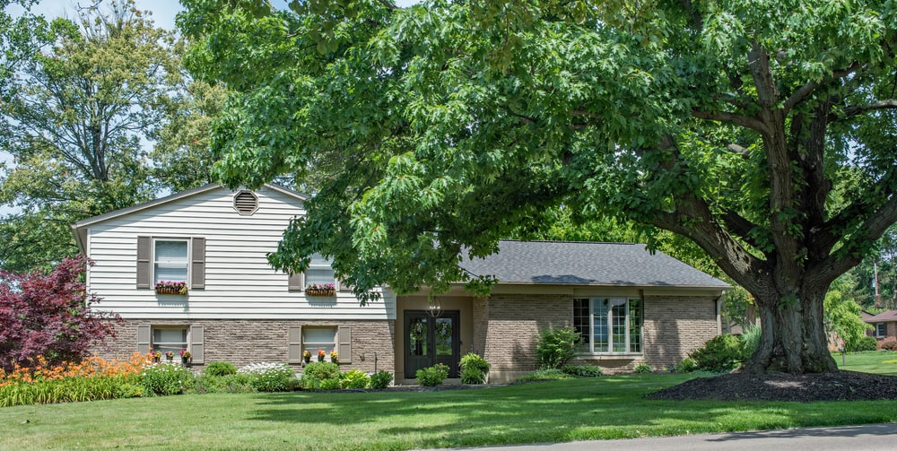 Oak tree in front yard