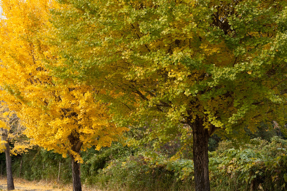 Gingko trees