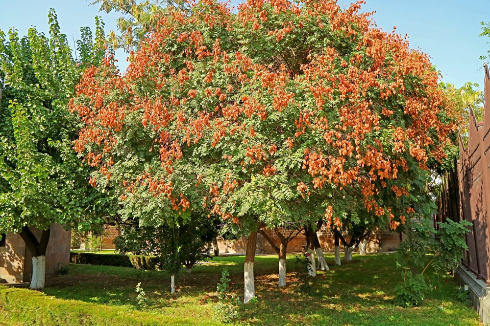 Golden rain Tree