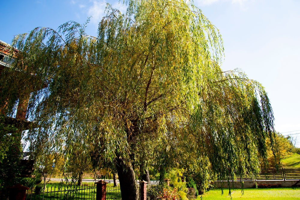 Weeping willow tree