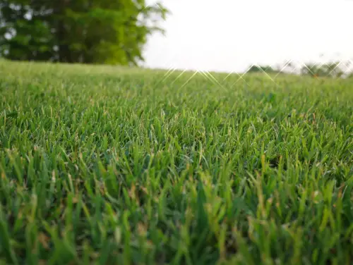 Residential lawn with Bermuda grass.