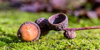 Fallen acorns on the ground.