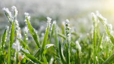 Close up of ice crystals on grass | The Grounds Guys of Gettysburg