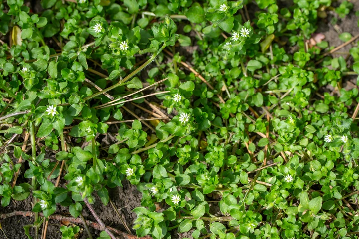 chickweed