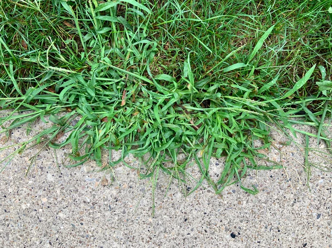 crabgrass