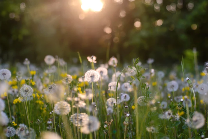 dandelions in field