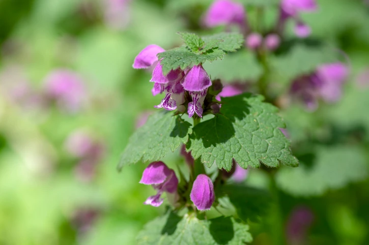 Purple Deadnettle in a field