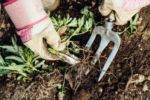 Person Weeding a Garden | The Grounds Guys of Gettysburg