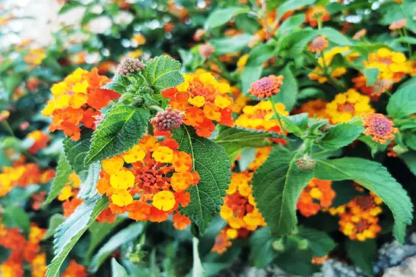 Lantana