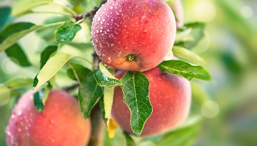 Red fruit growing on a tree