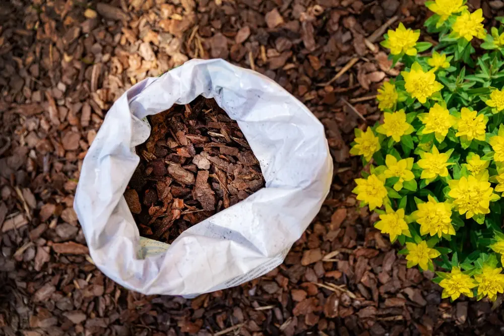 Mulch in a garden bed