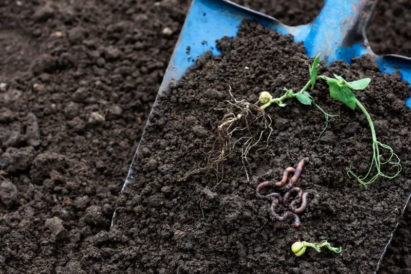 Compost in a shovel