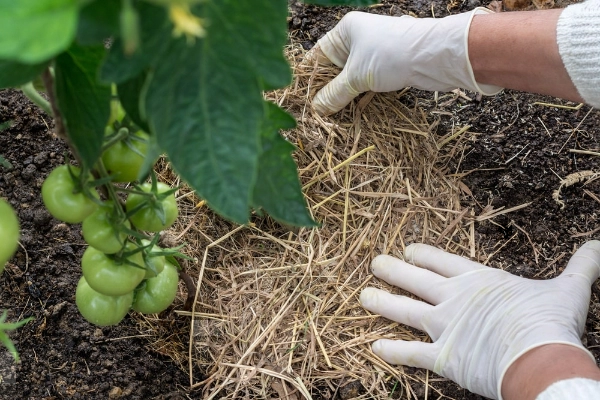 Gloved hands placing straw mulch in a garden bed under a tomato plant.