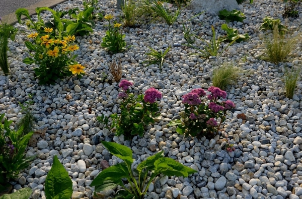 Gravel mulch in garden bed