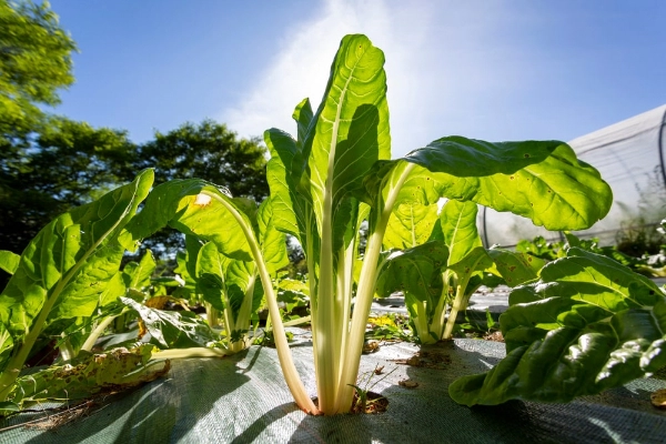 Vegetables in garden with weed blocking barrier