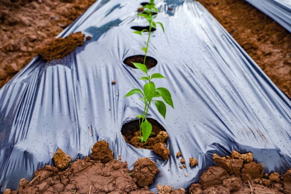 Vegetable garden with plastic and soil