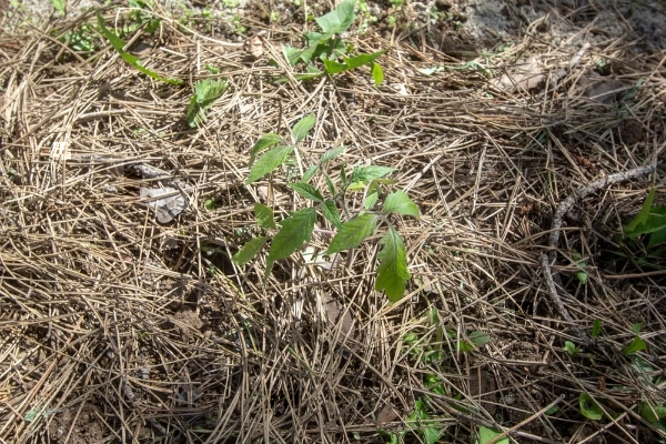 Pine needle mulch in vegetable garden